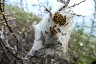 Procesionaria del pino