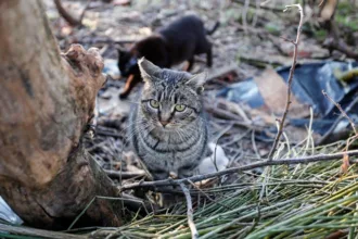 Colonia controlada de gatos en la capital leonesa