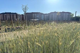 Parque-tierras-cereal