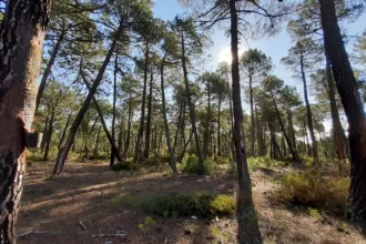 Subvención Autónomos resineros