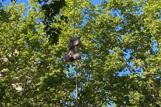Margarida Montenÿ recibió en 2024 el premio Jóvenes Artistas Coliseu Ageas. Foto: Social24Horas
