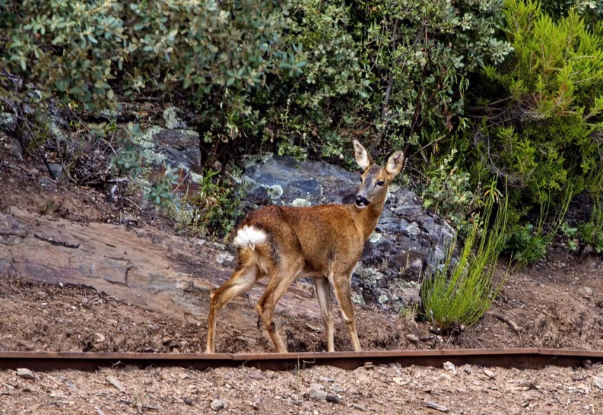 El Parque del Monumento Natural de Las Médulas (comarca de El Bierzo, León), herido de muerte por los incendios. Foto: Fundación Las Médulas