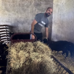 Manuel Choya, en su trabajo diario en El Redil del Oeste. Foto: Lina Vergara