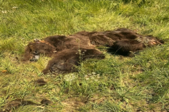 La presión de organizaciones no gubernamentales ha ayudado en el control de las muertes violentas de osos pardos. Foto: Ecologistas en Acción