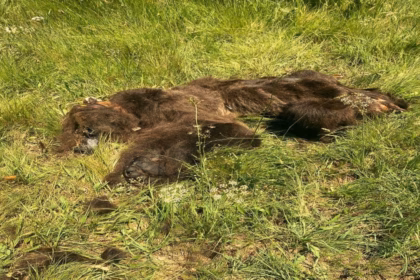 La presión de organizaciones no gubernamentales ha ayudado en el control de las muertes violentas de osos pardos. Foto: Ecologistas en Acción