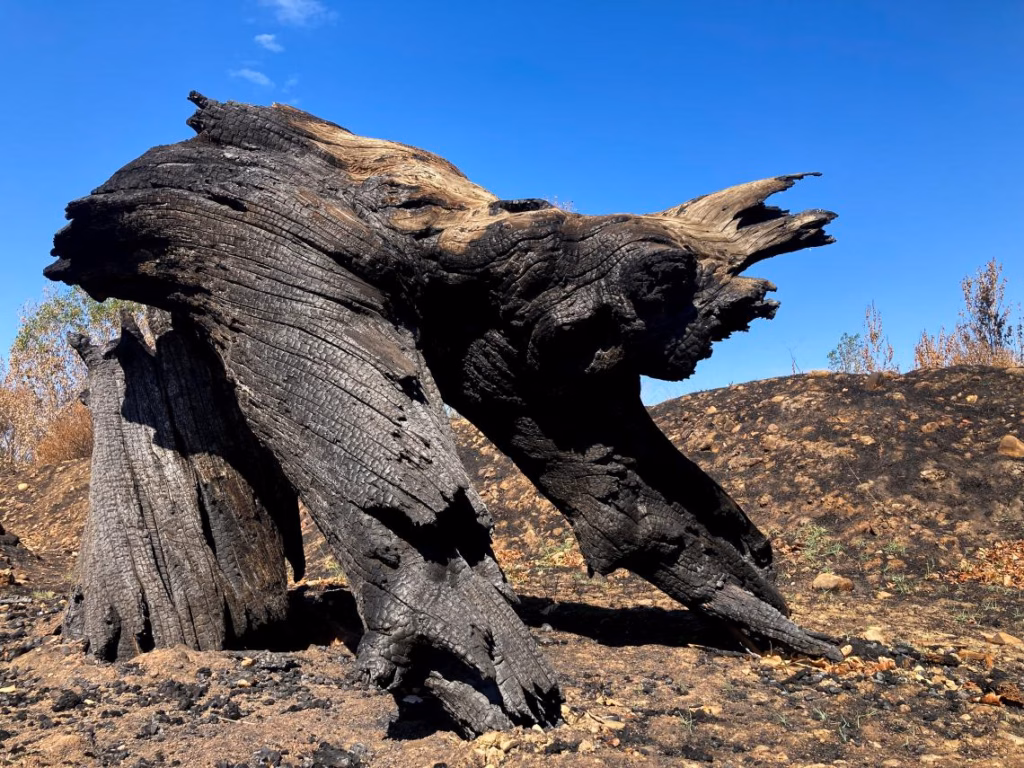 general_03_pareidolia_devastacion_isabel_turrado