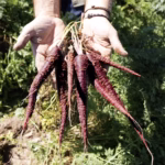 La zanahoria morada recupera el espacio que tuvo en la antigüedad. Foto: Muñozval