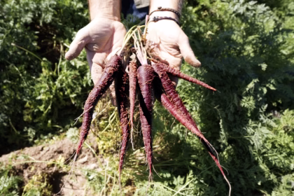 La zanahoria morada recupera el espacio que tuvo en la antigüedad. Foto: Muñozval