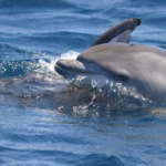 proyecto_bioacumar_deflinesmulares_1