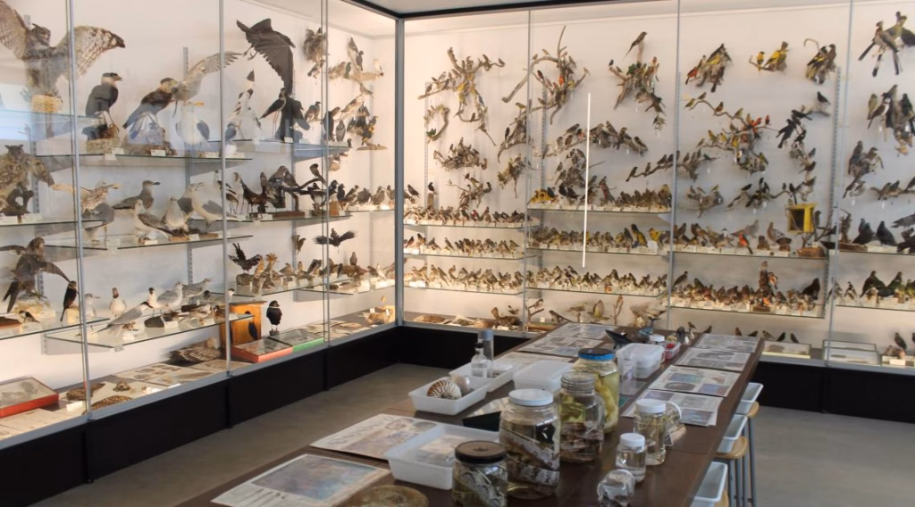 Museo de Ciencias Naturales Dominicos - Padre Arintero