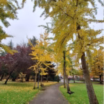 Parque Quevedo - León (Foto Redacción León)