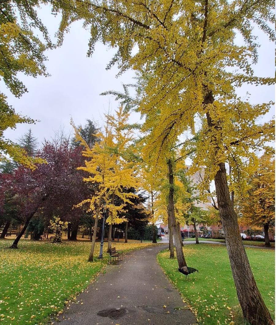 Parque Quevedo - León (Foto Redacción León)