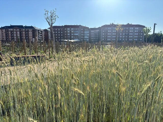 Parque-tierras-cereal