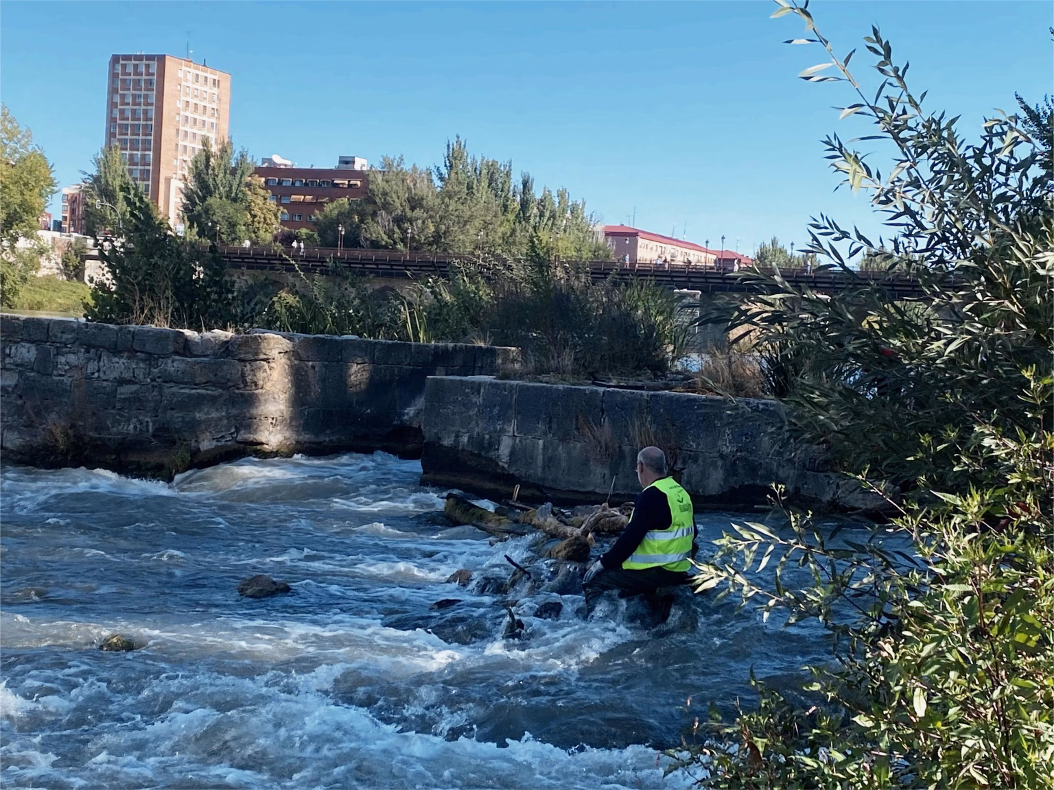 AMA El Pisuerga organiza cada semana acciones para la preservación del río Pisuerga y su entorno. Foto: Social24Horas