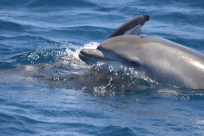 proyecto_bioacumar_deflinesmulares_1