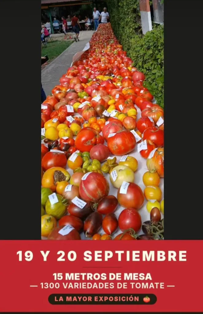 Exposición de tomates. Foto: El Prao de Luyas.