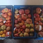 Etiquetado de una parte de los tomates tradicionales que se mostrarán en la exposición. Foto: El Prao de Luyas