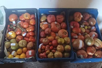 Etiquetado de una parte de los tomates tradicionales que se mostrarán en la exposición. Foto: El Prao de Luyas