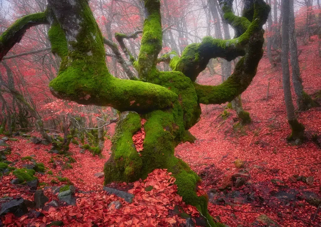 Hayedo de La Pedrosa, Segovia. Por Helena GARCIA